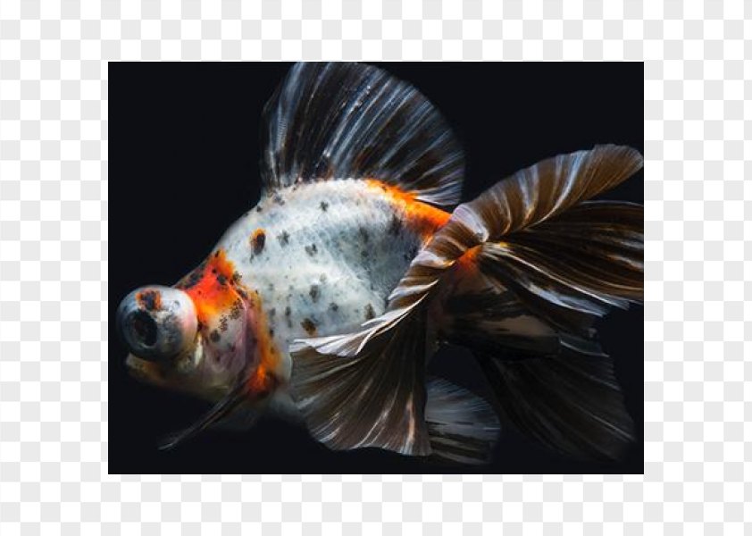 Koi Telescope Butterfly Tail Common Goldfish Fantail Png