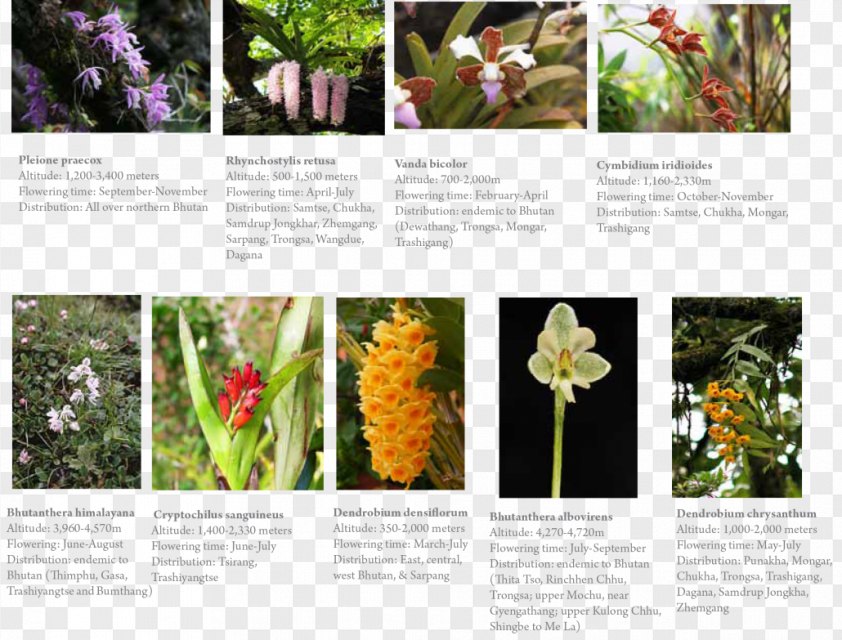 Orchids Singapore Orchid Samtse District Punakha Floral Design PNG