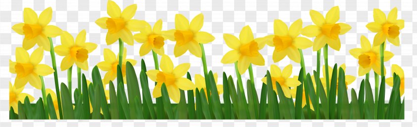 Daffodils Pictures PNG