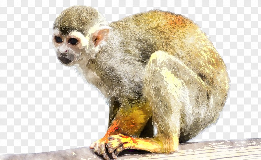 Monkey PNG