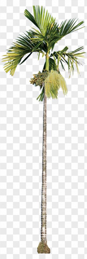 Areca Palm Tree Png Images Transparent Areca Palm Tree Images