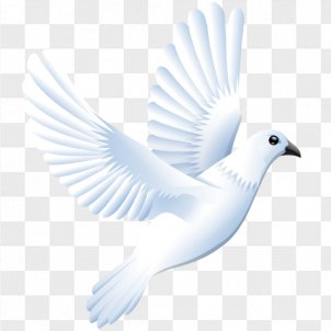 Dove PNG Images, Transparent Dove Images