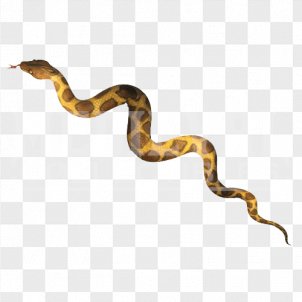 Snake Reticulated Python Png Images Transparent Snake Reticulated Python Images